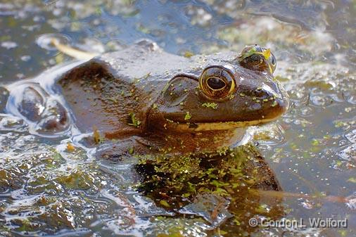Bullfrog In The River_00504.jpg - Photographed near Carleton Place, Ontario, Canada.